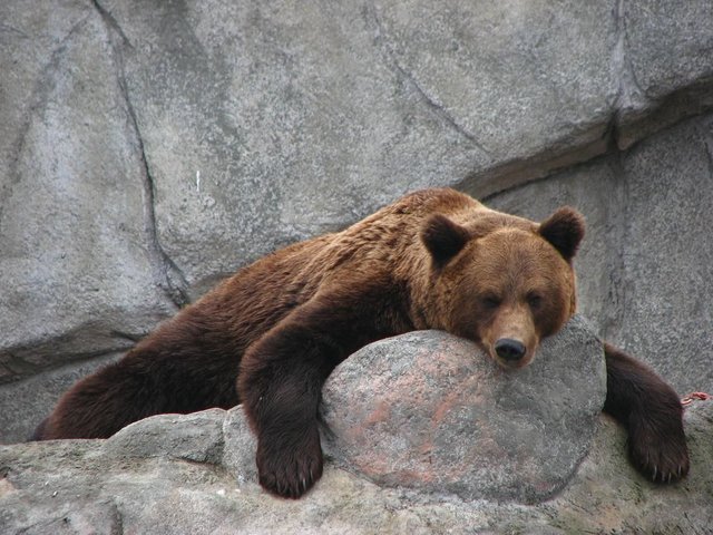 Зоопарк_в_Хельсинки,_бурый_медведь.jpg