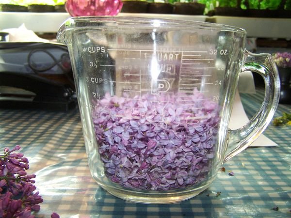 Lilac jelly - processing lilacs - 2 cups crop May 2018.jpg