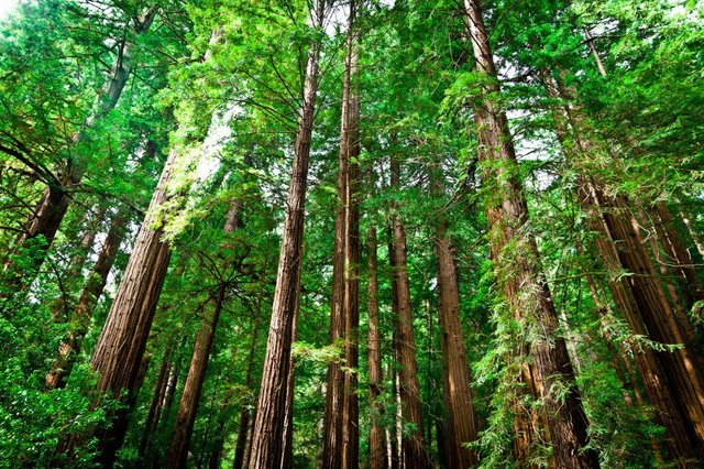 California-Redwood-Trees-889x592.jpg