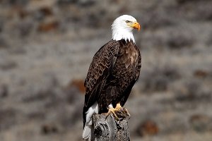 16555-a-banded-adult-bald-eagle-pv.jpg