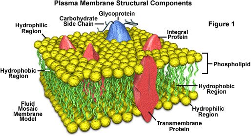 phospholipid bilayer model