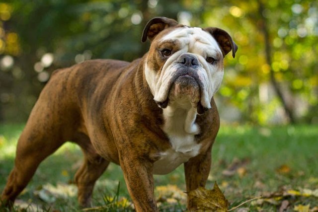 Cheap bulldog puppies2.jpg