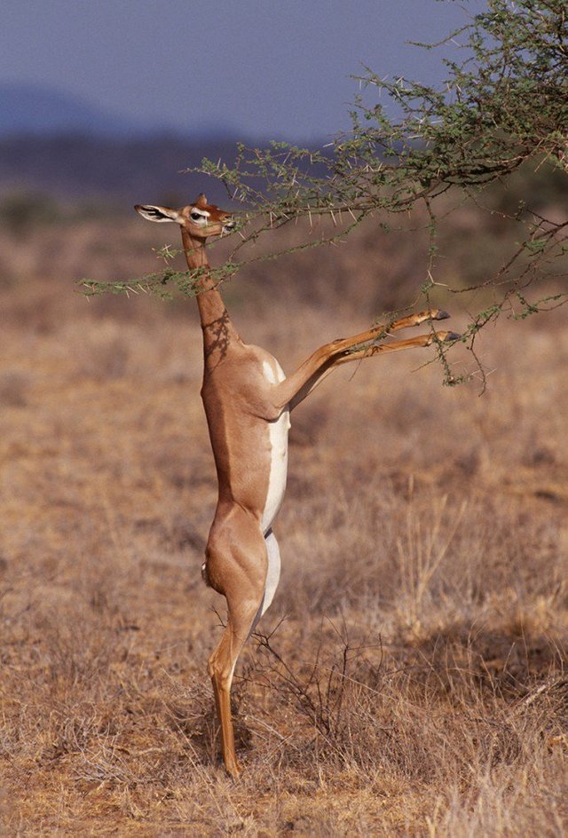 Gerenuk_Shutterstock-685x1010.jpg