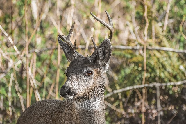 crimsonclad-black-tail-deer4.jpg