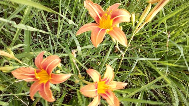 Orange Flower