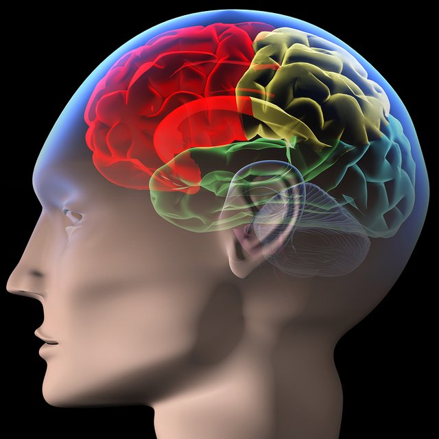 bigstock-Brain-2819159.jpg