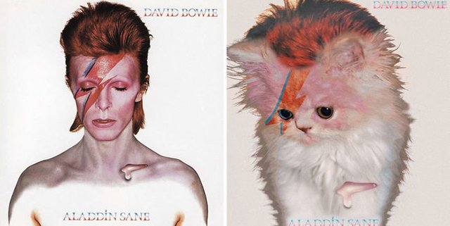 This-guy-created-very-cute-covers-of-the-music-world-replacing-singers-with-cats-5a2e80996884d__700.jpg