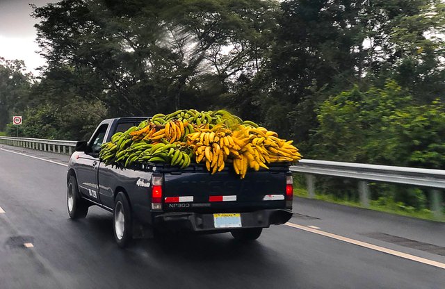 platanos 2.jpg