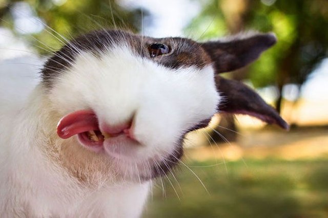cutest-bunny-rabbits-12.jpg