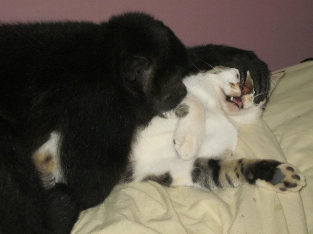 mimi and kitty.jpg