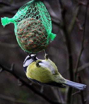 blue-tit-2126656__340.jpg