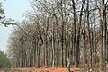 120px-Mudumalai_forest_after_fire.jpg