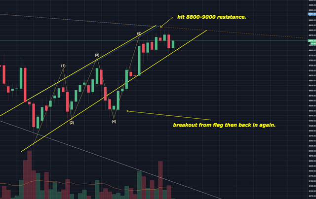 Completed bear Flag Option 2.png