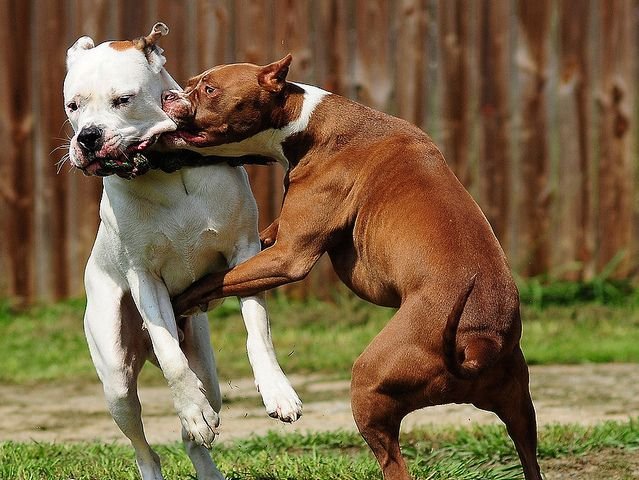 saldırı pitbull.jpg