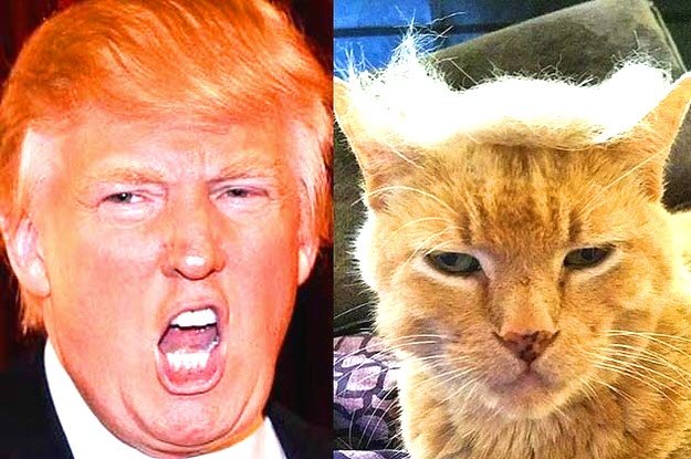 4 TRUMP CAT.jpg