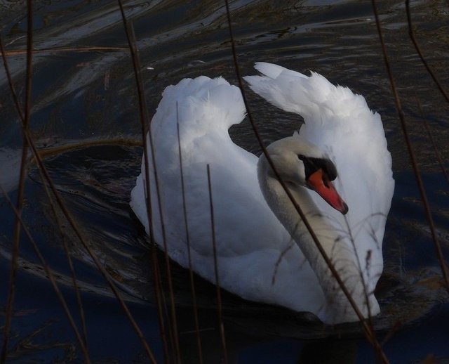cygne2.JPG