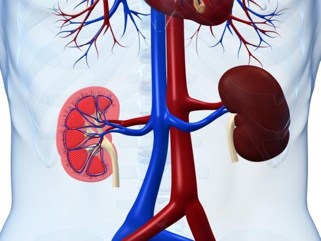 cross-section-of-the-kidneys.jpg