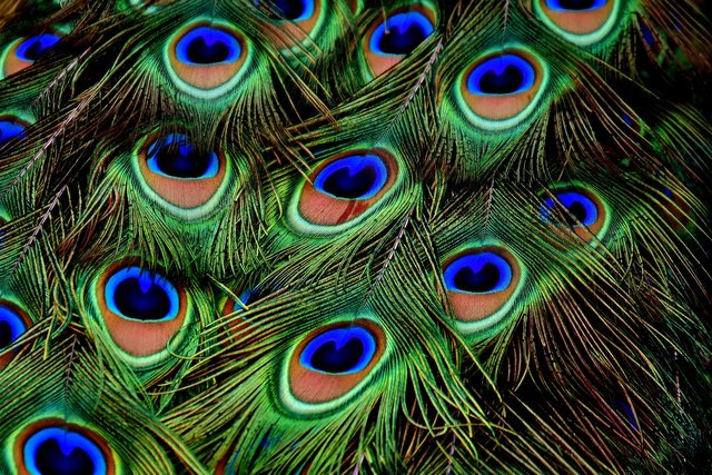 peacock-feathers-3013486_1920.jpg