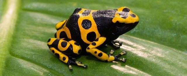 Yellow Banded Poison Dart Frog -06.jpg