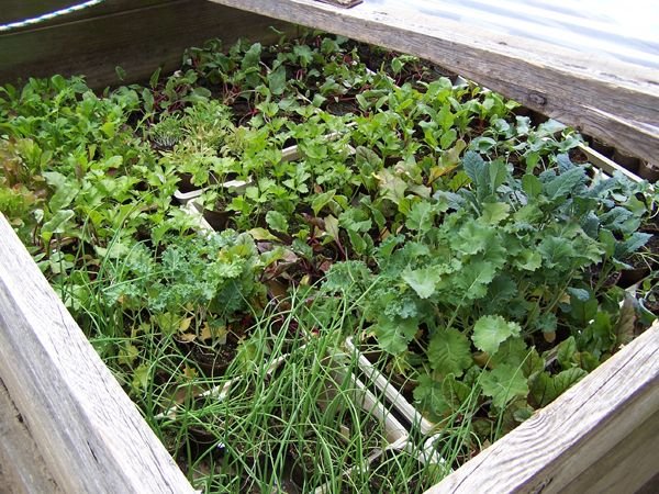 Cold frame full2 crop April 2014.jpg