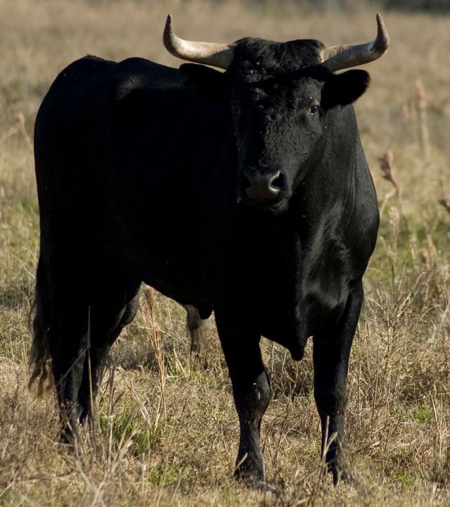 black_bull_1_by_salsolastock.jpg