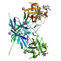 Leukocyte Surface Antigen CD47.jpg