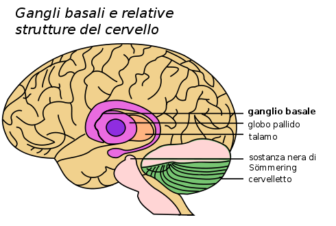 Basal_Ganglia_and_Related_Structures-IT.png