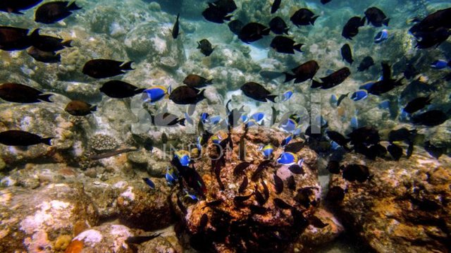 pesona-bawah-laut-sabang_20170826_004146.jpg