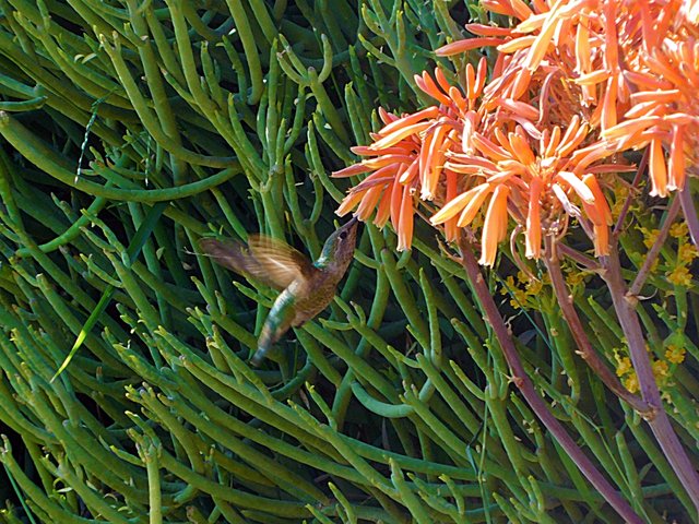 los angeles arboretum, flowers of paradise, birds of paradise, animalphotography, jeronimo rubio (16).JPG