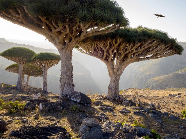 dragon-trees-socotra-yemen.jpg