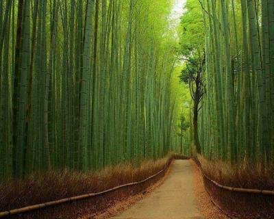 sufia_1375071531_2-Bamboo_Forest,_Japan.jpg