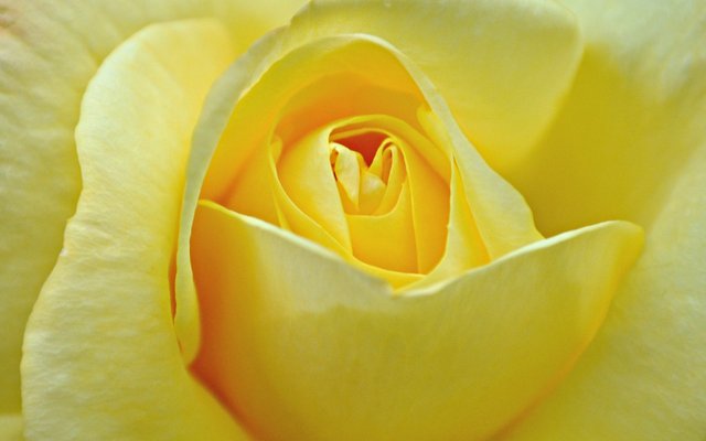 yellow-rose-flowers-wallpaper-wallpapers-flower.jpg