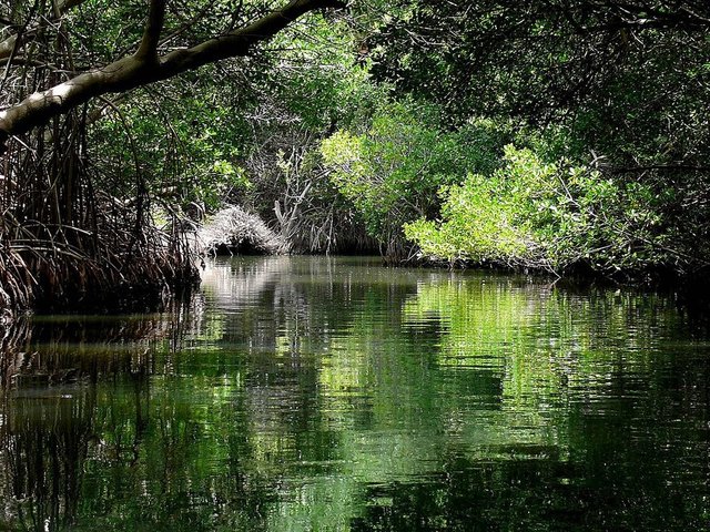 Manglares del Parque Nacional Laguna de la Restinga, Isla Margarita, Venezuela. Crédito de la foto: Enzo861 para Wikipedia. 