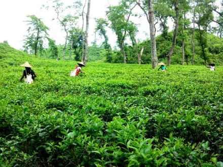 photo-of-lakatura-tea-garden-sylhet-bangladesh2011_s_1badfdd6284abfe1.jpg