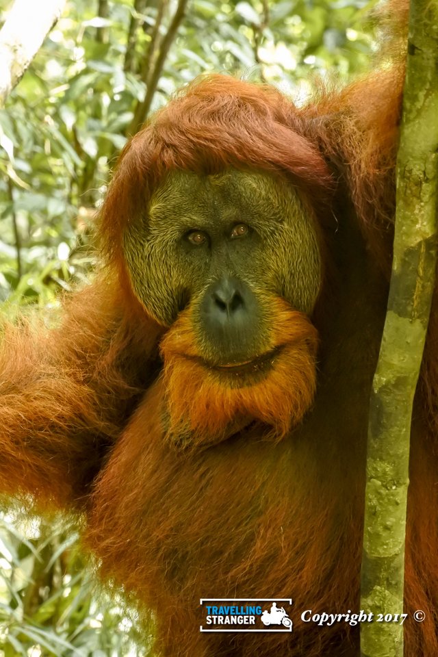 Peering male Orangutang-1.jpg
