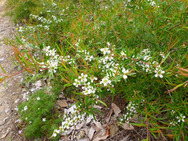 lemon-scented-teatree--leptospermum-petersonii.jpg