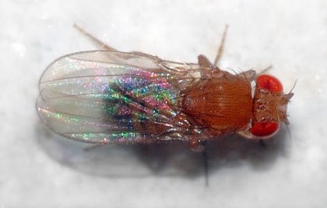 Drosophila_melanogaster_-_top_(aka)-.jpg