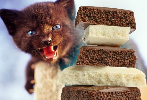 chocolate-toxico-gatos.jpg