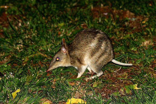 9ef03-eastern_barred_bandicoot-perameles_gunnii-by-2015-04-13.jpg