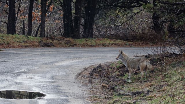 Coyote.jpg