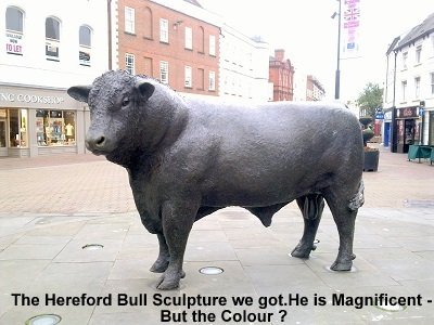 hereford bull black 400px this one without crack.jpg