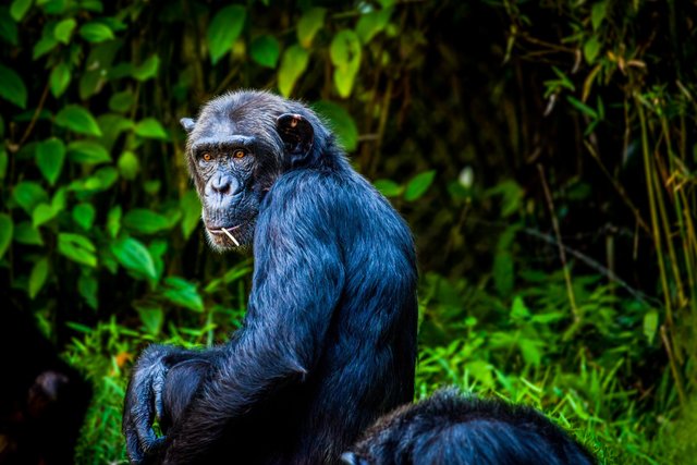animal-ape-chimpanzee-162249.jpg