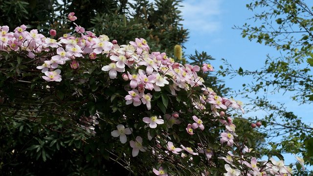 Clematis BY 2017-10-24.jpg