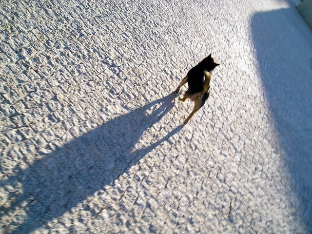 eni and his shadow
