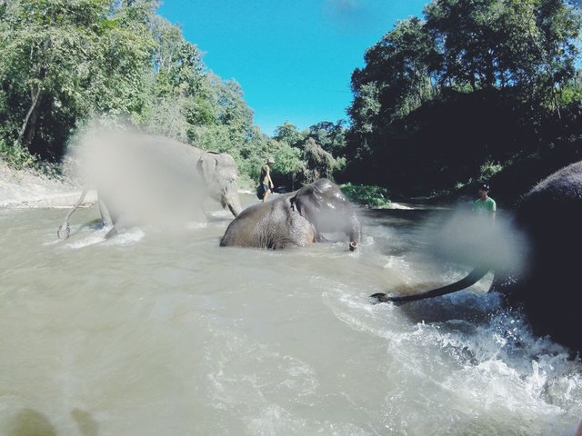 elephant sanctuary 18.JPG