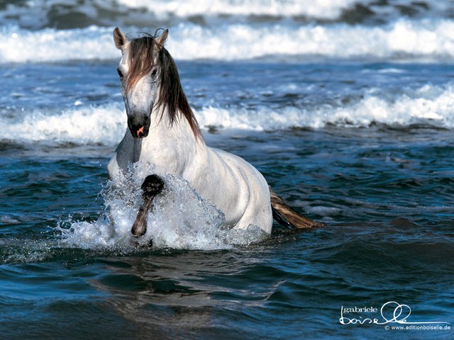 Horse-Wallpaper-horses-1899102-1600-1200.jpg