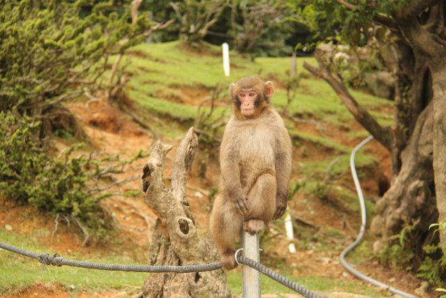 perchedmacaque