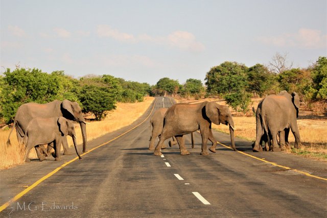 2010_11_06 Zimbabwe IMG_0951.jpg