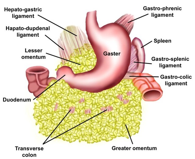 omentum.jpg