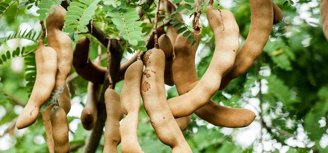 3752-Eat-Tamarind-During-Pregnancy.jpg